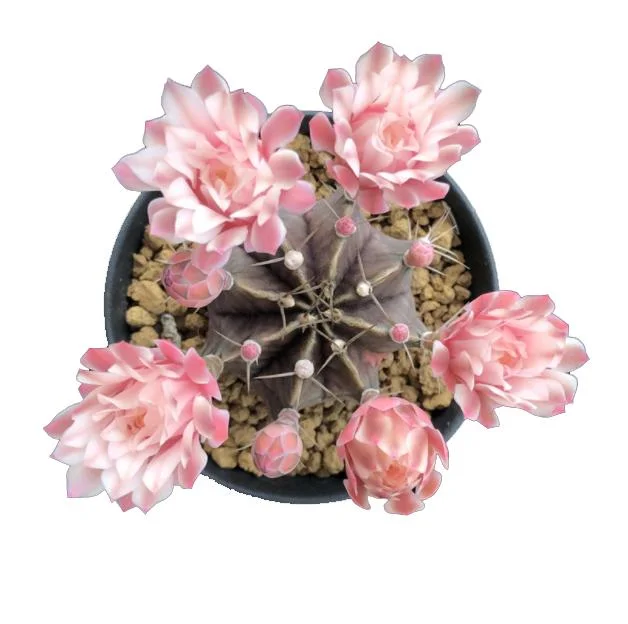 Catus and Succulent Decoration Live Plant Nursery Wholesale