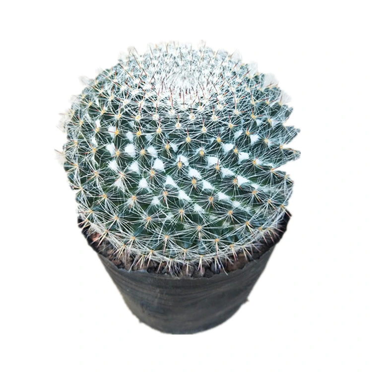 Catus and Succulent Decoration Live Plant Nursery Wholesale