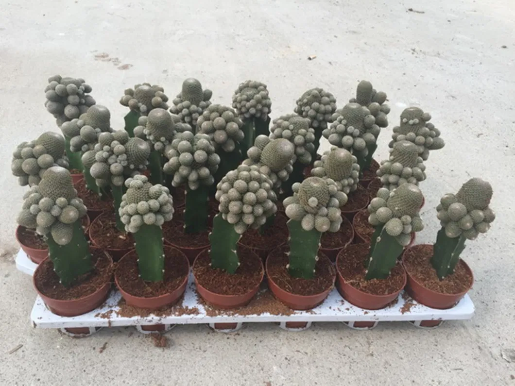 Cactus Grafted Rebutia Heliosa Live Plant Flowers Decoration Tissue Culture