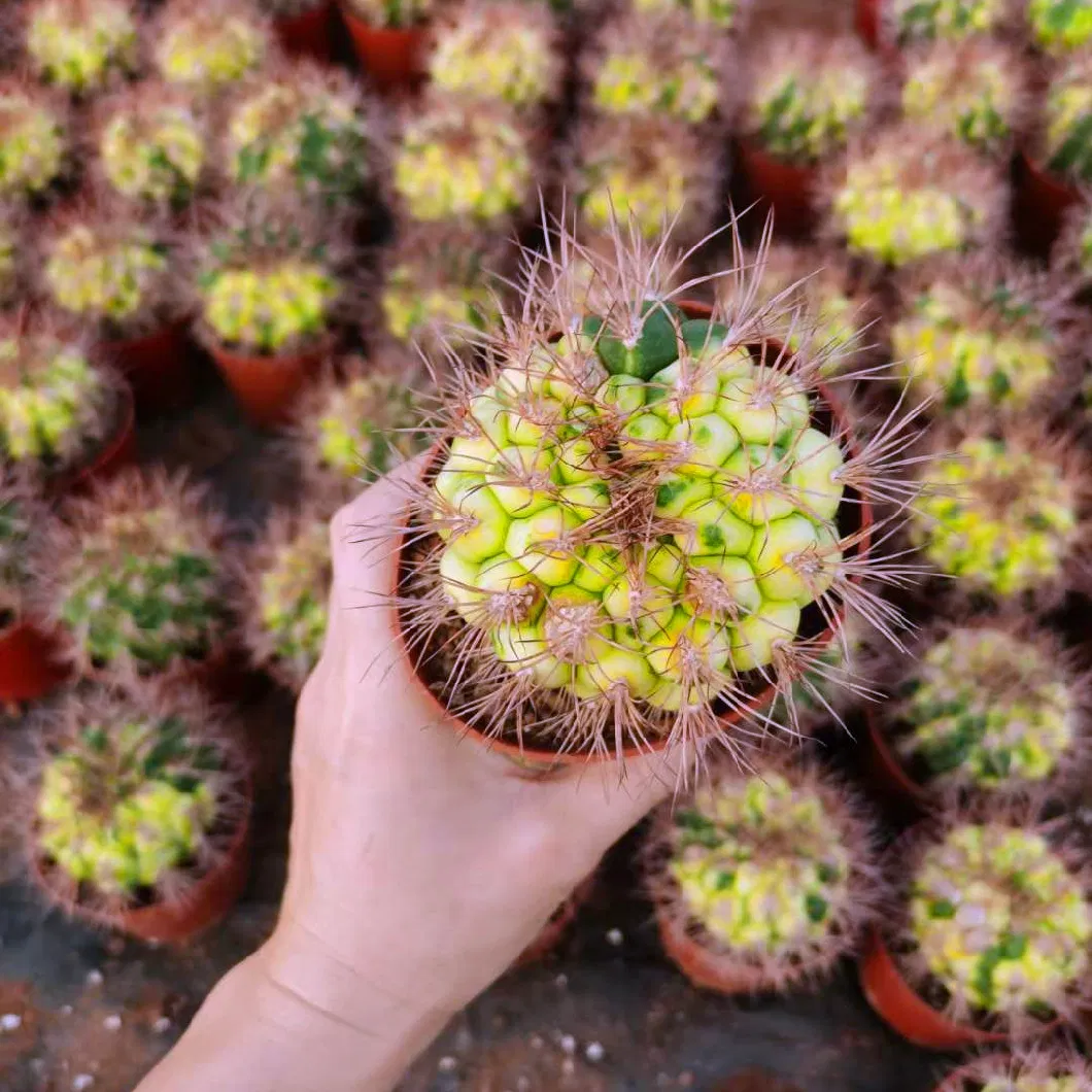 Cereus Forbesii Spiral Cactus Tornado Cactus Live Plant Nursery