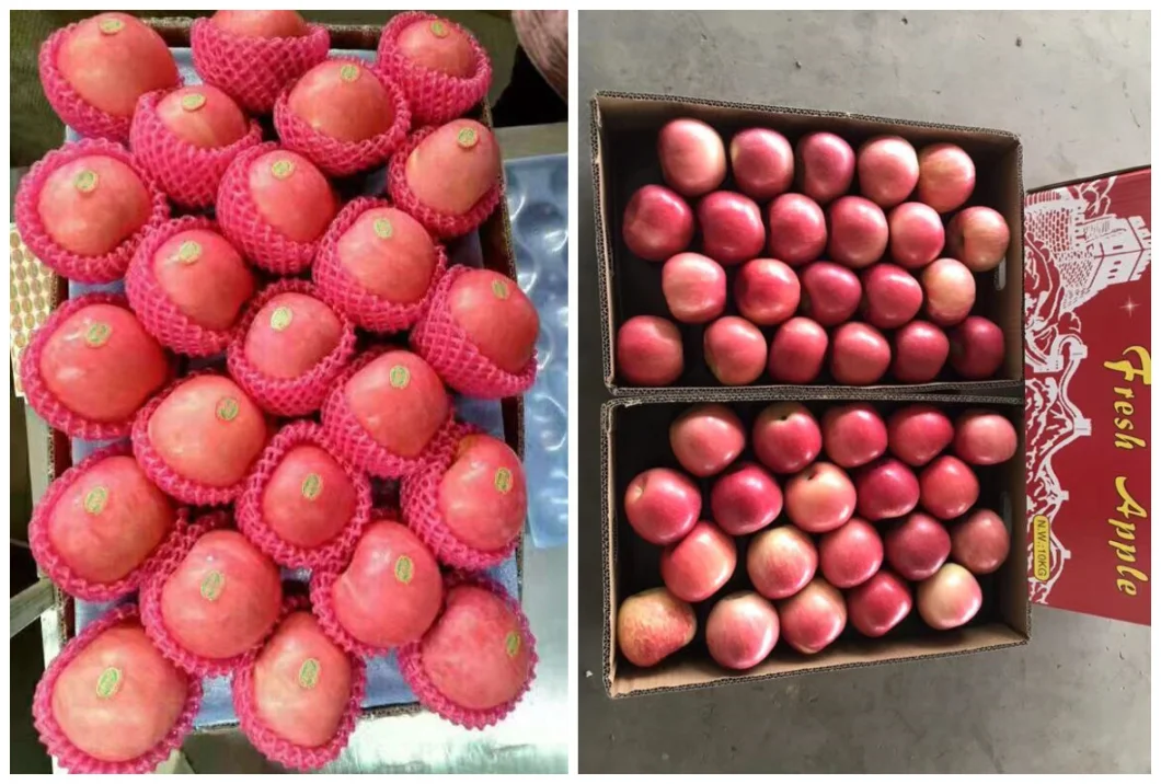 Chinese FUJI Apples in High-Quality Cartons