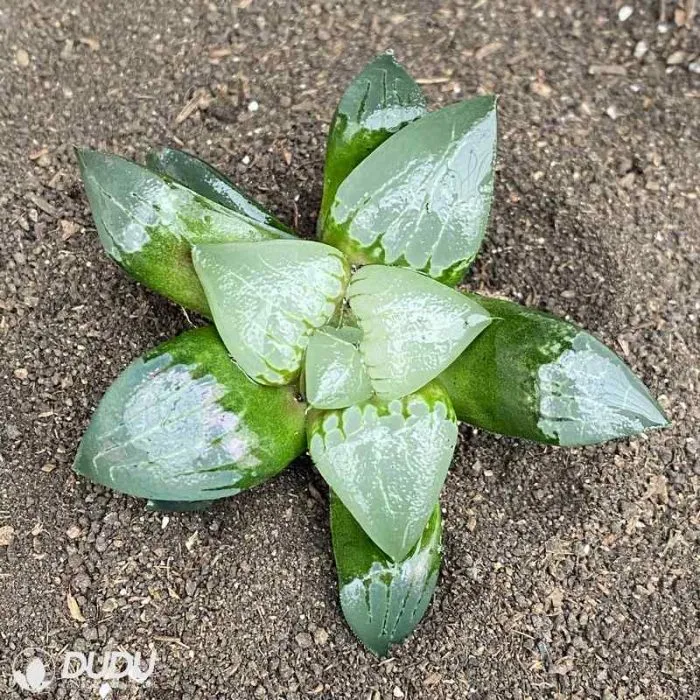 Dudu Hot Sale Auspicious Phoenix Haworthia Natural Live Succulent Plant