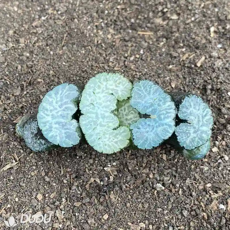 Dudu Wholesale Hot Sale Lovely Pope Natural Haworthia Live Succulent