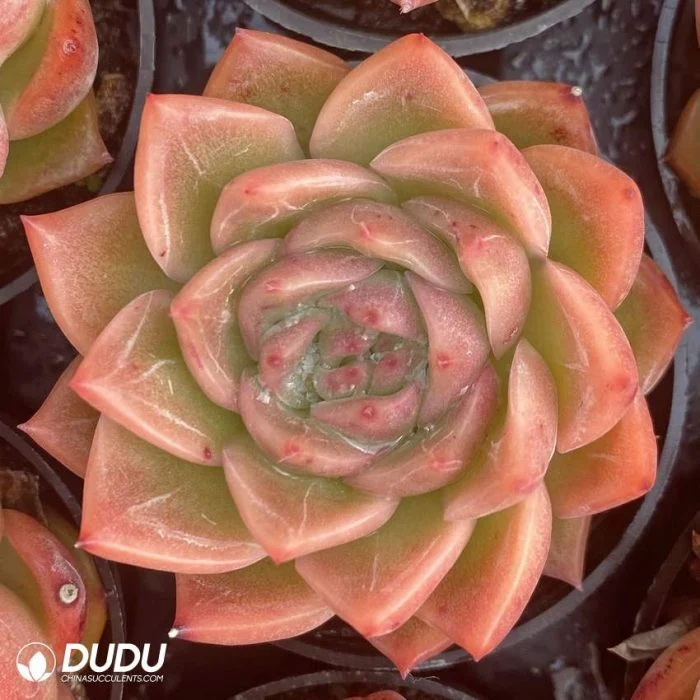 Dudu Real Wholesale Echeveria Snow Angel Natural Live Succulent