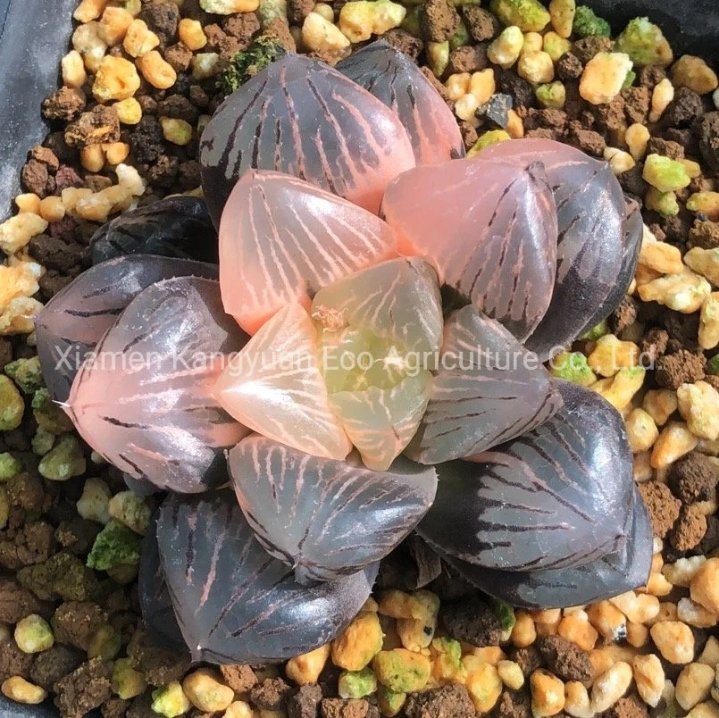 Rare Succulent Indoor Plant Haworthia Nursery