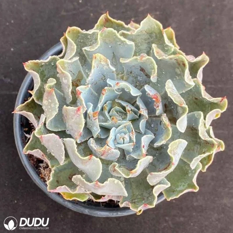 Dudu Real Colourful Echeveria Tsunami Natural Live Succulent