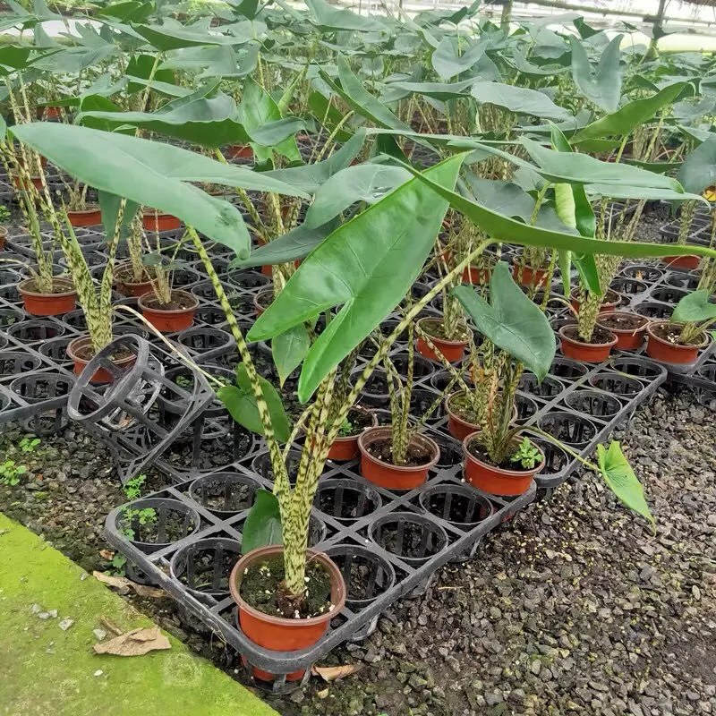 Alocasia Zebrina Plant Bonsai Living Room Office Inside and Outside