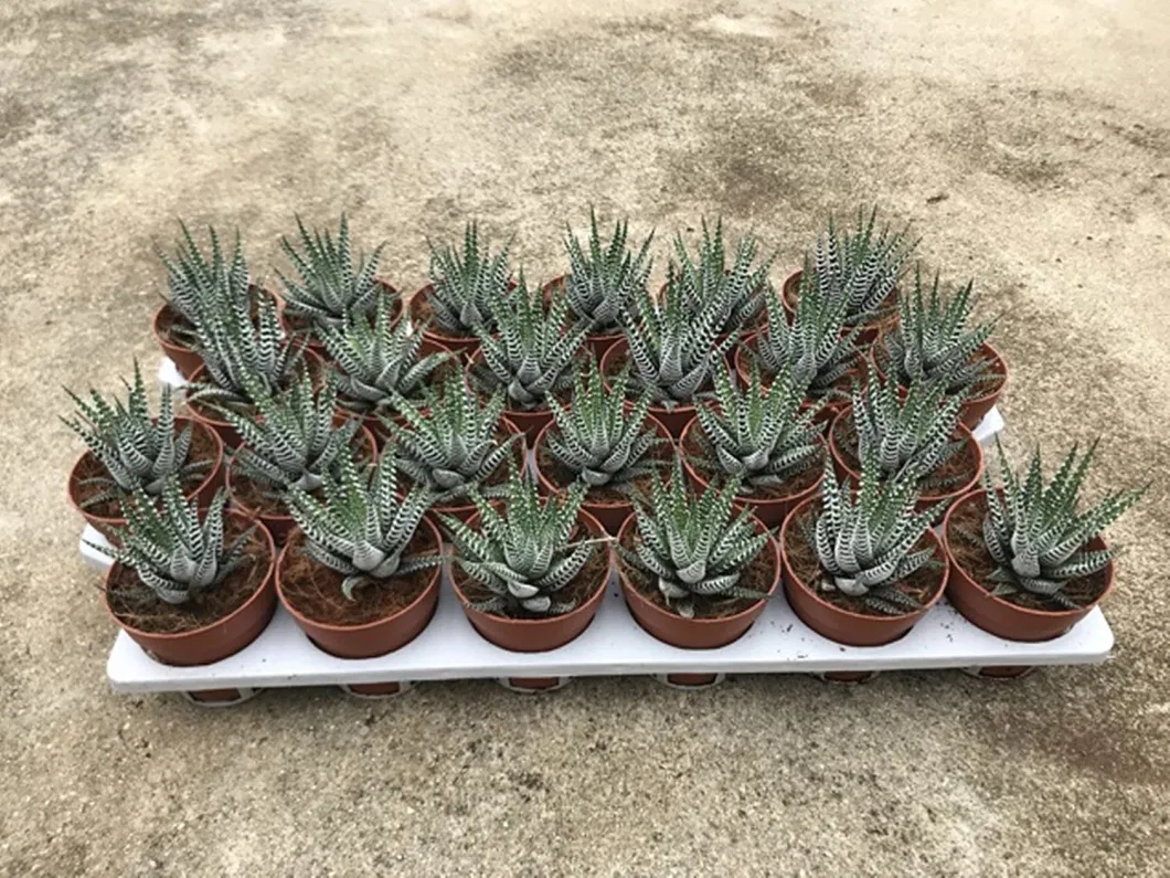 Haworthia Papillosa Cactus Live Plant Flowers Decoration Cactus Extract Tissue Culture