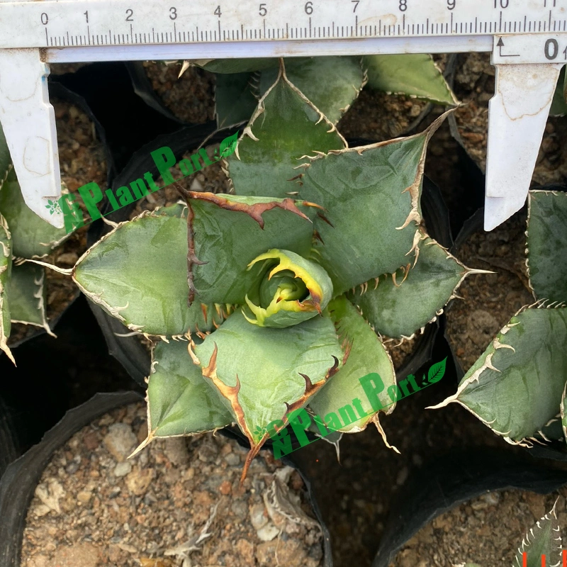 Blue White Whale Agave Titanota Hakug Live Plant Rare Succulent Indoor Nursery