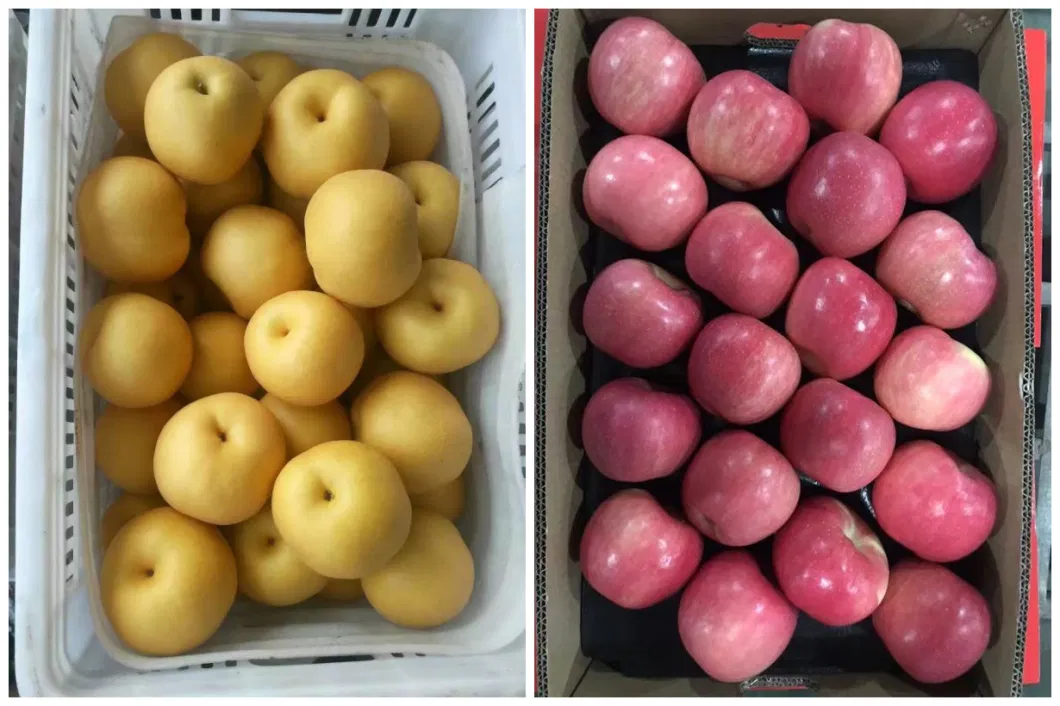 Chinese FUJI Apples in High-Quality Cartons