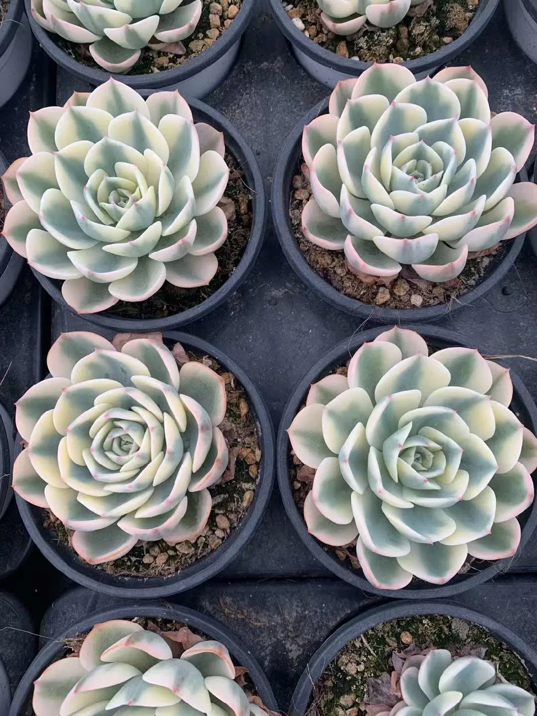 Wholesale Succulent Echeveria Lenore Dean