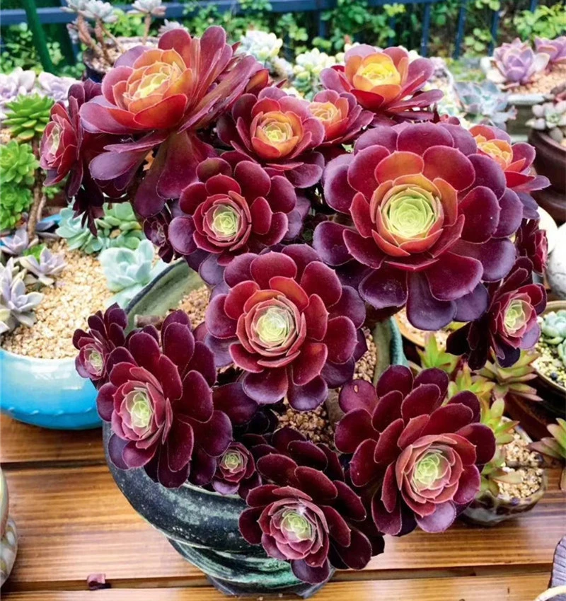 Succulent Aeonium Halloween Living Bonsai