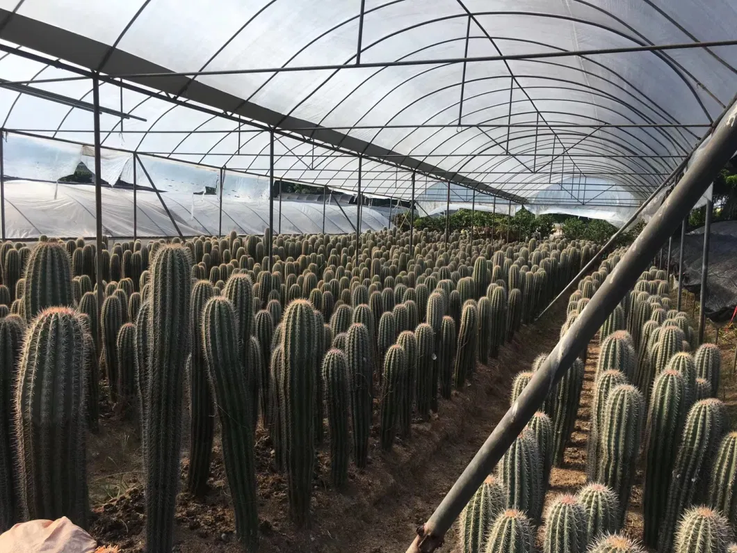 High Quality Pachycereus Pringlei Cactus Live Plants