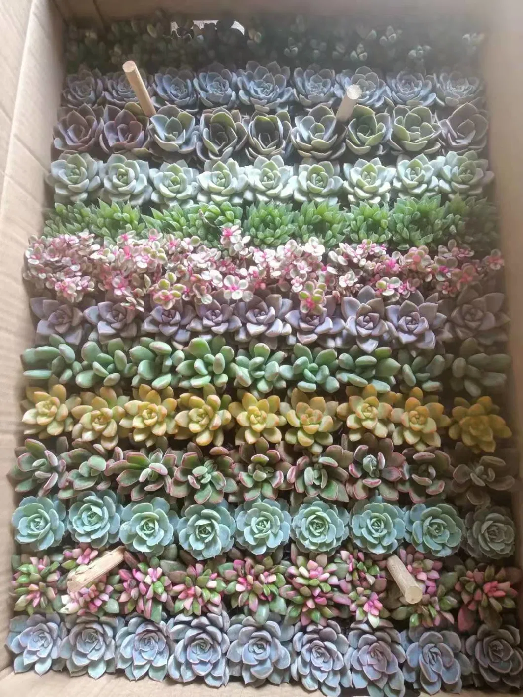 Mini Wholesale Succulent Indoor and Outdoor Decorative Plant