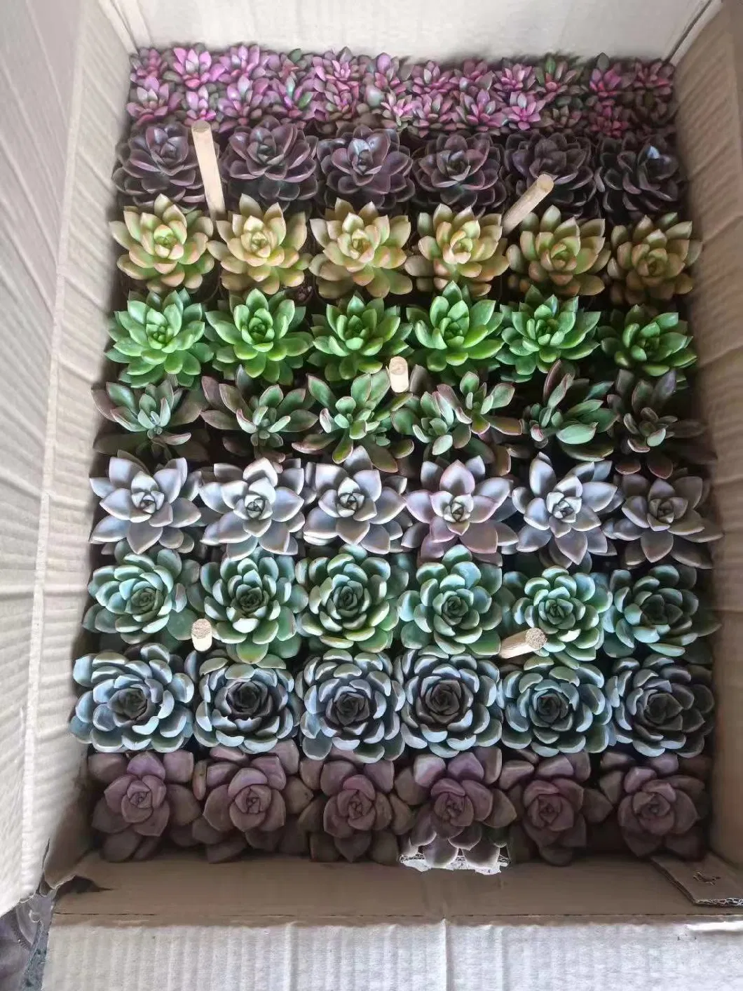 Hotsale Live Plant Succulent with Low Price