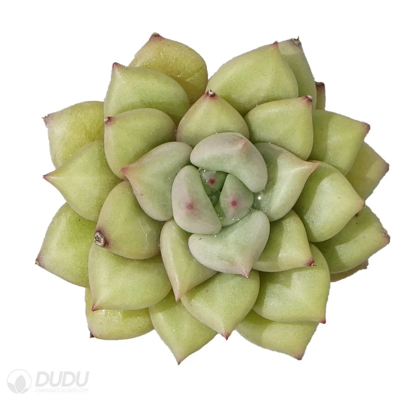 Dudu Unusual Cheap Wholesale Ivory Echeveria Natural Live Succulent