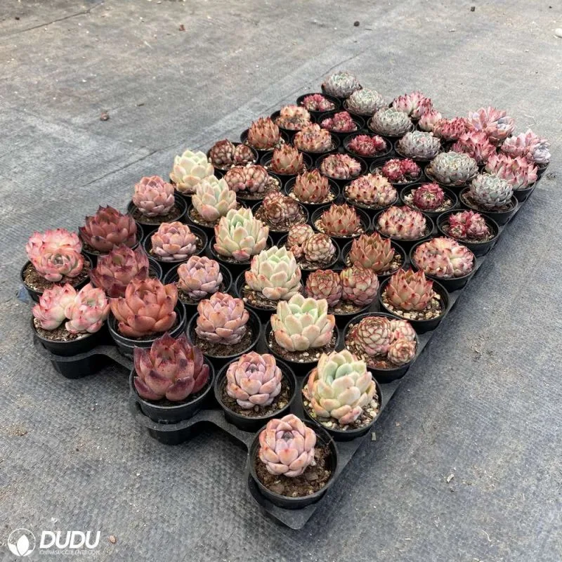 Dudu Outdoor Lovely Echeveria Collocation 54PCS Natural Live Succulent