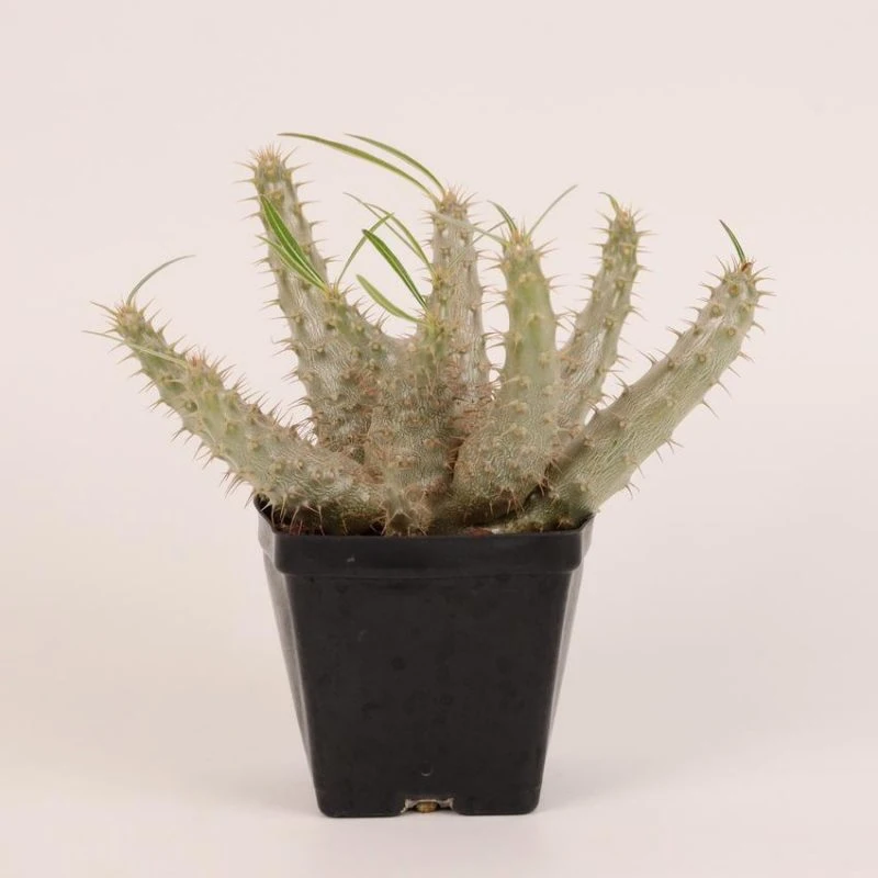 China Nursery Pachypodium Rosulatum Var. Gracilius Natural Live Succulent