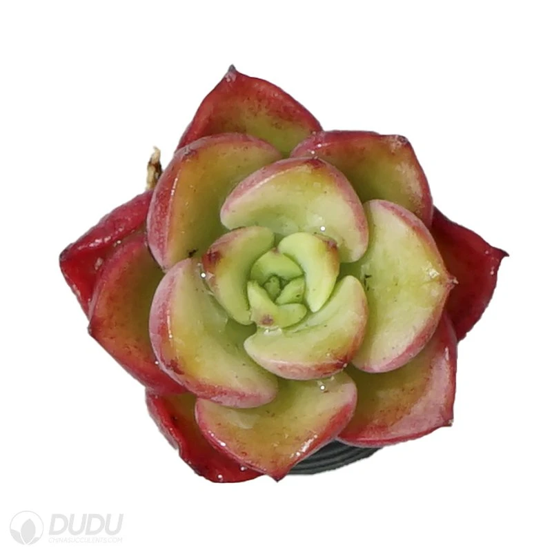 Dudu Hot Sale Live Plants Noble Echeveria Natural Live Succulent