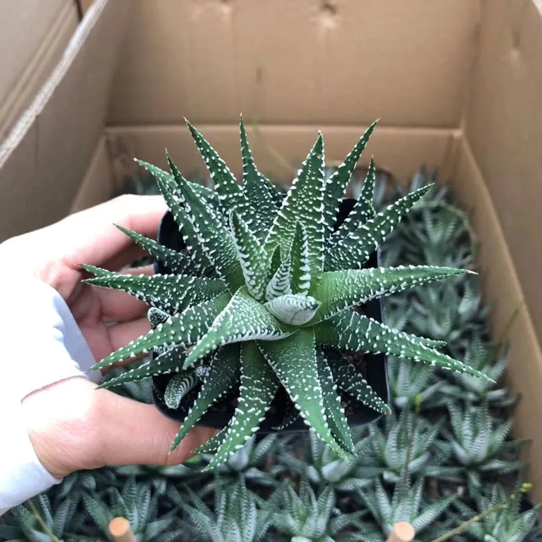 Haworthia Papillosa Castus Live Plants Indoor Decoration Wholesale