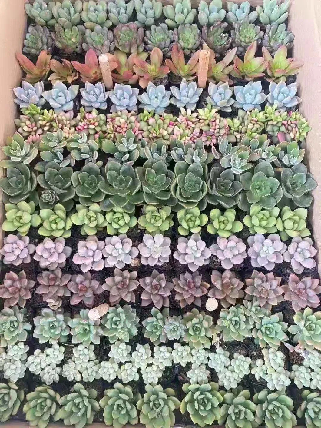 Hot Sale Home Decoration Mixed Varieties Cactus Succulents Plants for Wholesale