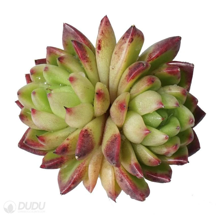 Dudu Wholesale Hot Sale Jenny Double Head Echeveria Natural Live Succulent Plants