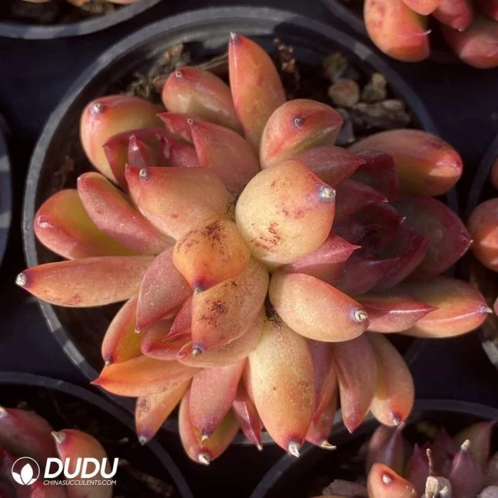 Dudu Real Colourful Echeveria Mousse Clustering Natural Live Succulent