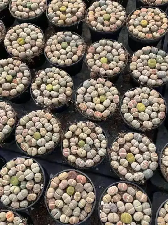 Colorful Lithops, Pebble Plants, Living Stones Succulent Plants