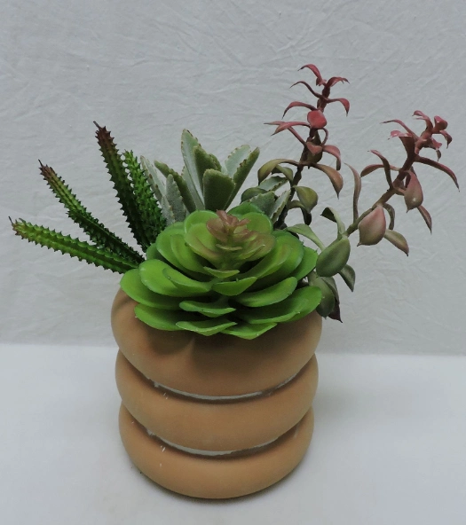 26cm Different Type Different Size Succulent Echeveria Agave in Pot