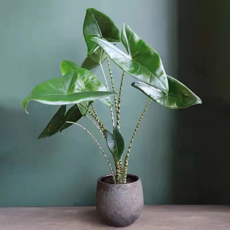 Alocasia Zebrina Plant Bonsai Living Room Office Inside and Outside