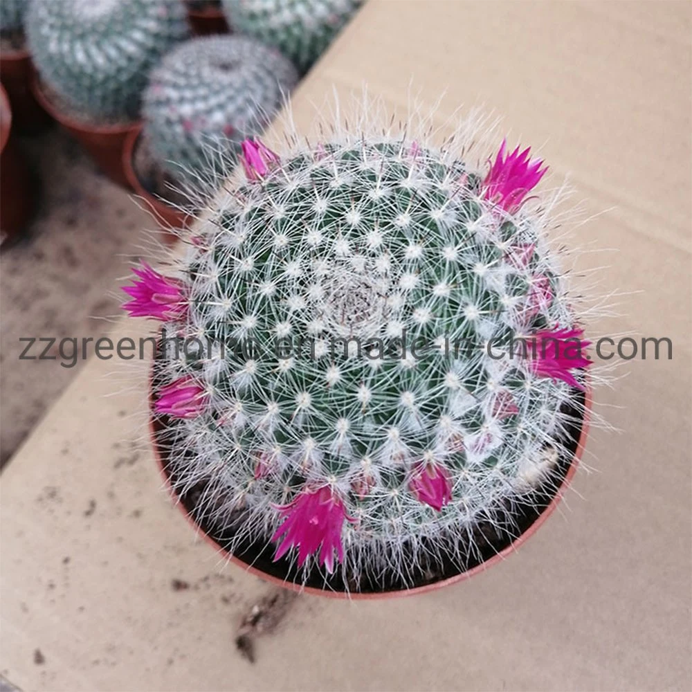 Cactus Mammillaria Hahniana Ornamental Round Succulent Plant