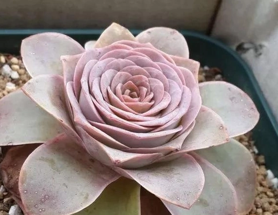 Small Mini Bonsai Pink Color Succulent for Wholesales