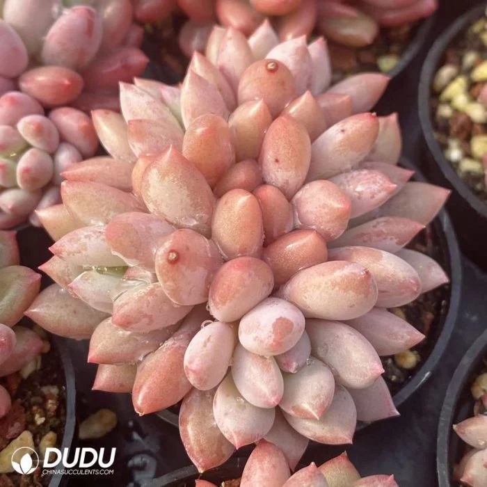 Dudu Wholesale Echeveria Peach Cream Clustering Real Live Succulents for Garden Decorative