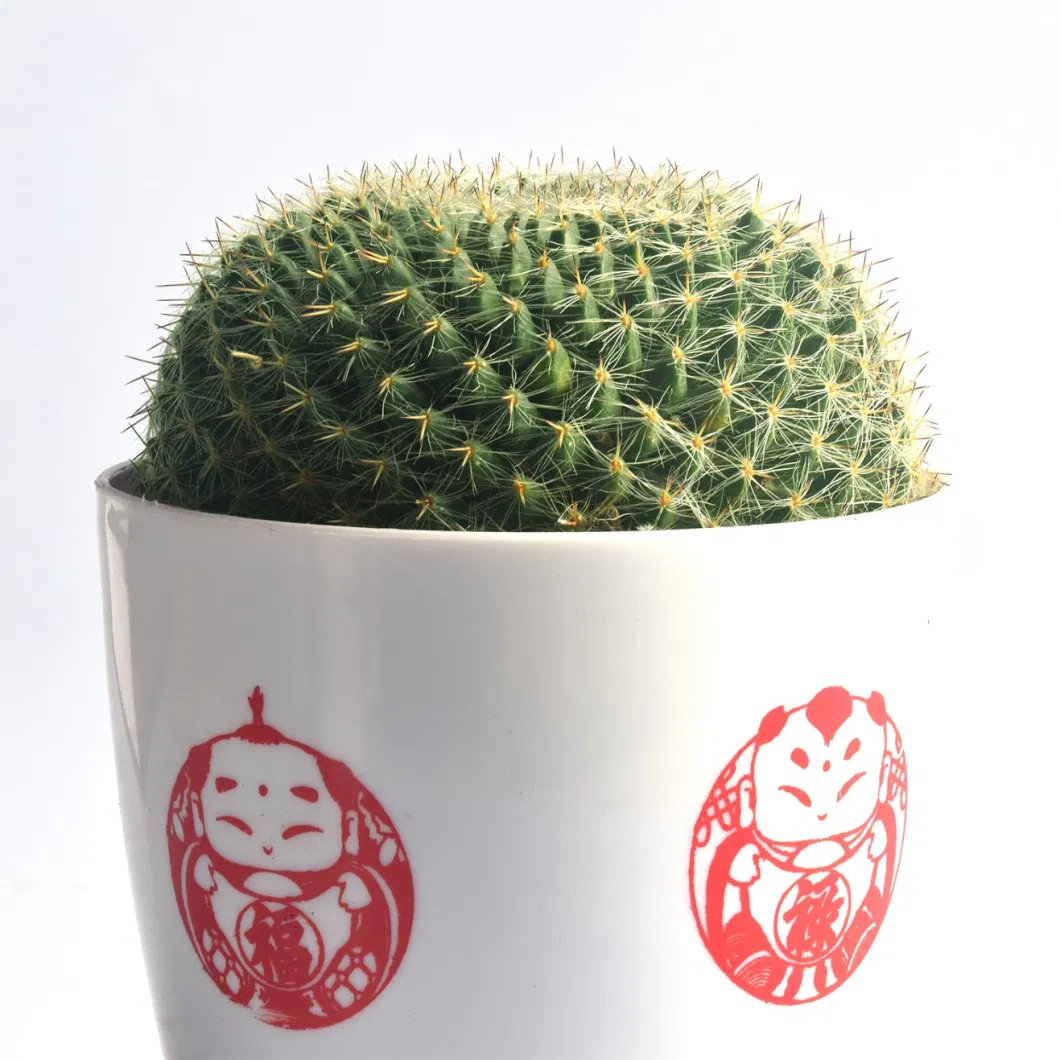 Round Mini Potted Succulent Cactus Plant for Indoor Decoration