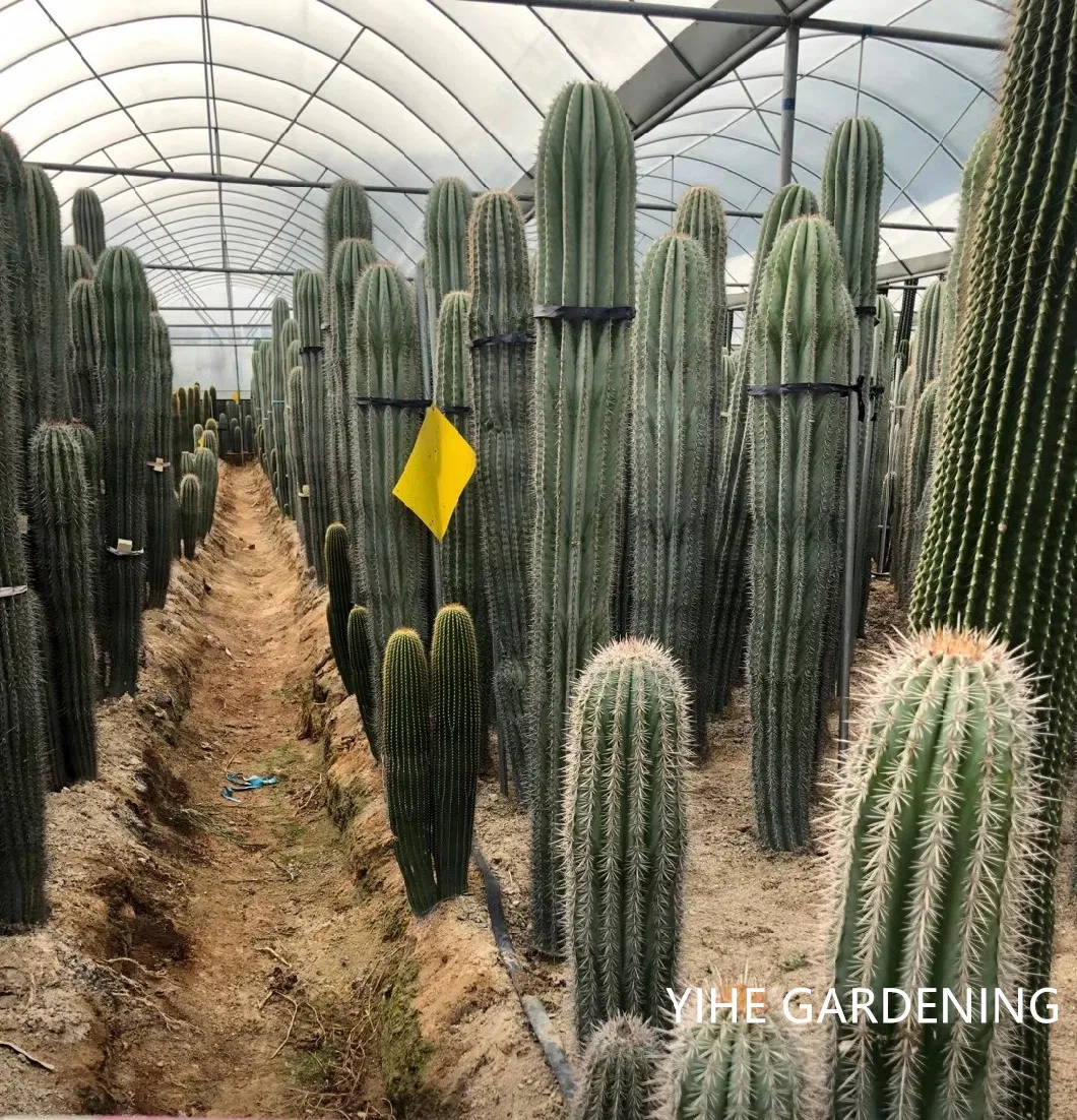 High Quality Pachycereus Pringlei Cactus Live Plants