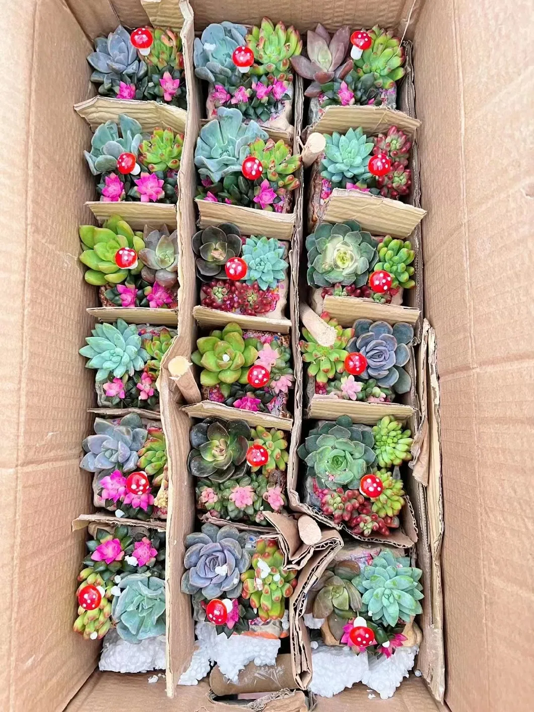 Wholesale Nursery Echeveria/Haworthia/Lithops/Aeonium/Cactus Colourful Rare Natural Live Succulent Plants Mix-2