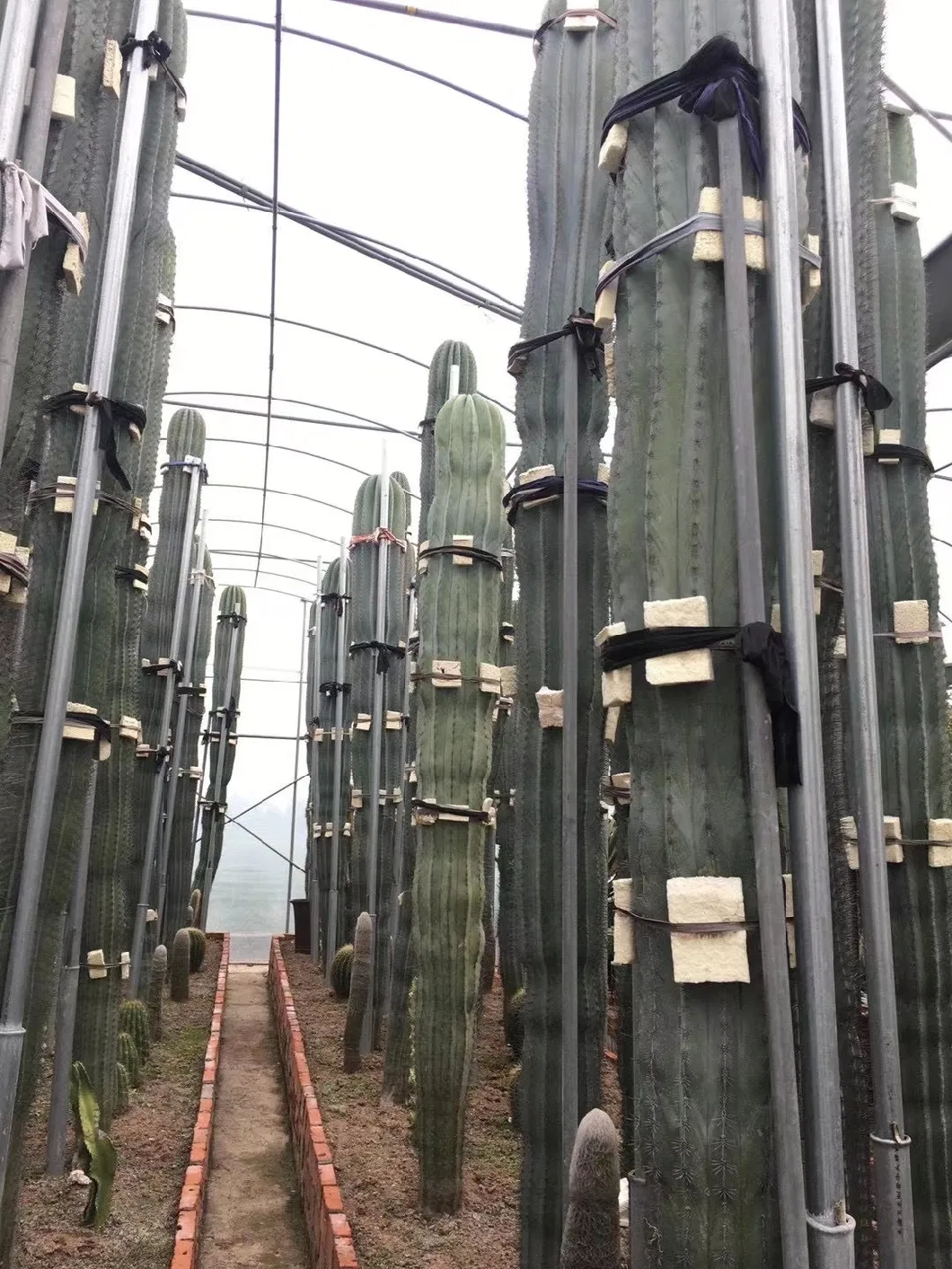 High Quality Pachycereus Pringlei Cactus Live Plants