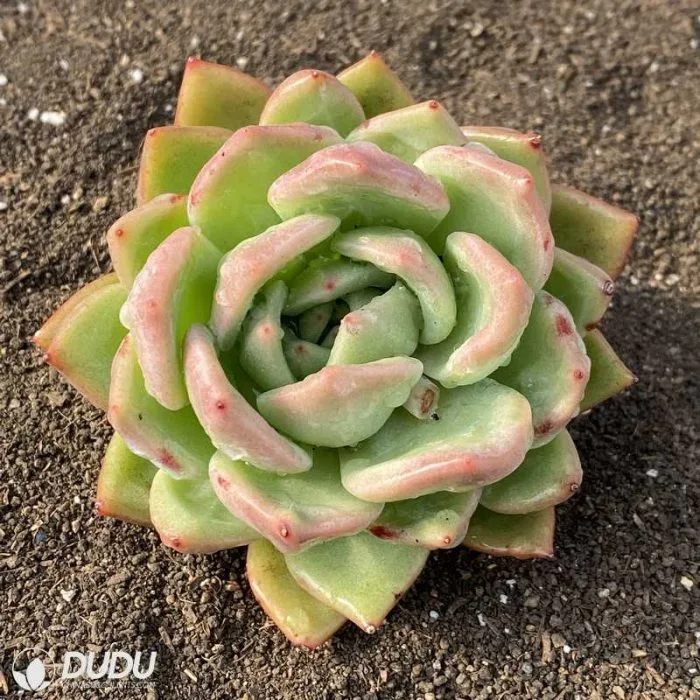 Dudu Wholesale Real Champagne Echeveria Natural Live Succulent Plants