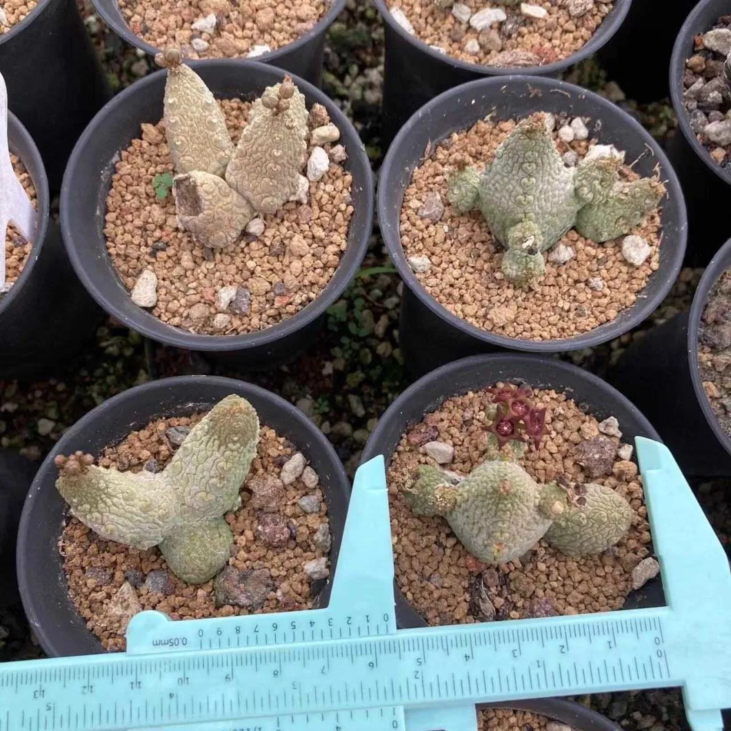 Pseudolithos Migiurtinus Living Plants