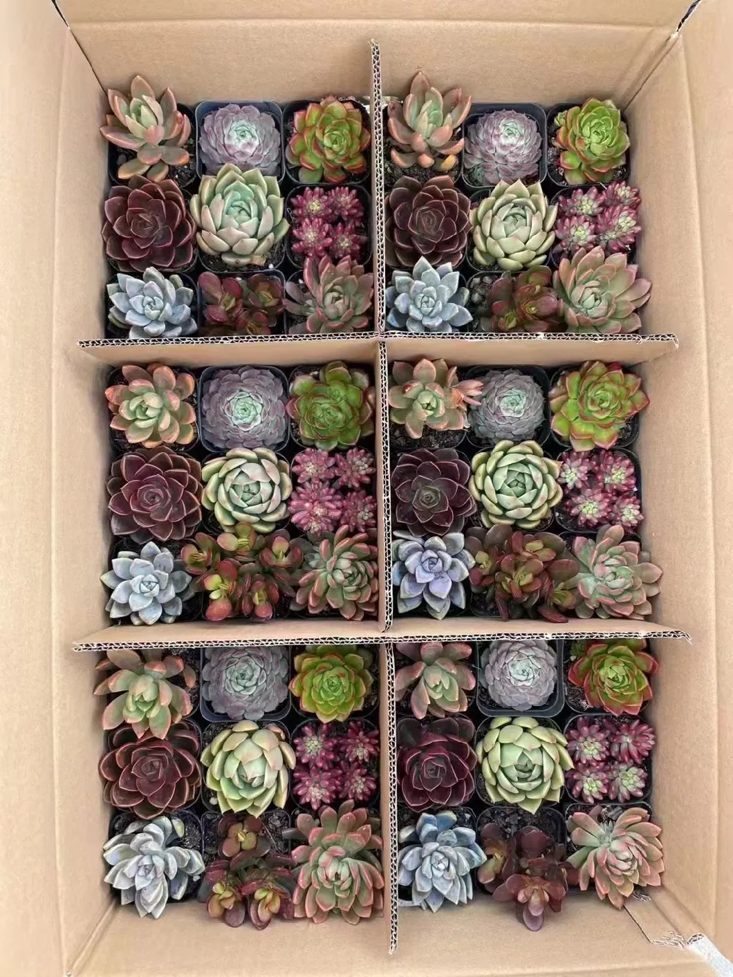 Hot Sale Home Decoration Mixed Varieties Cactus Succulents Plants for Wholesale