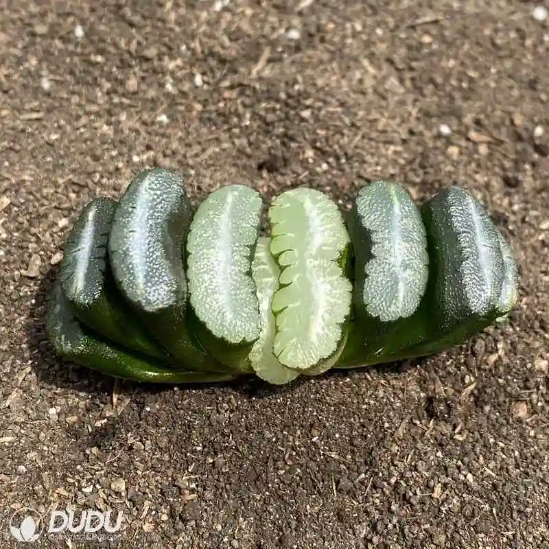 Dudu New Arrival Popular Cotyledon Orbiculata Haworthia Natural Live Succulent