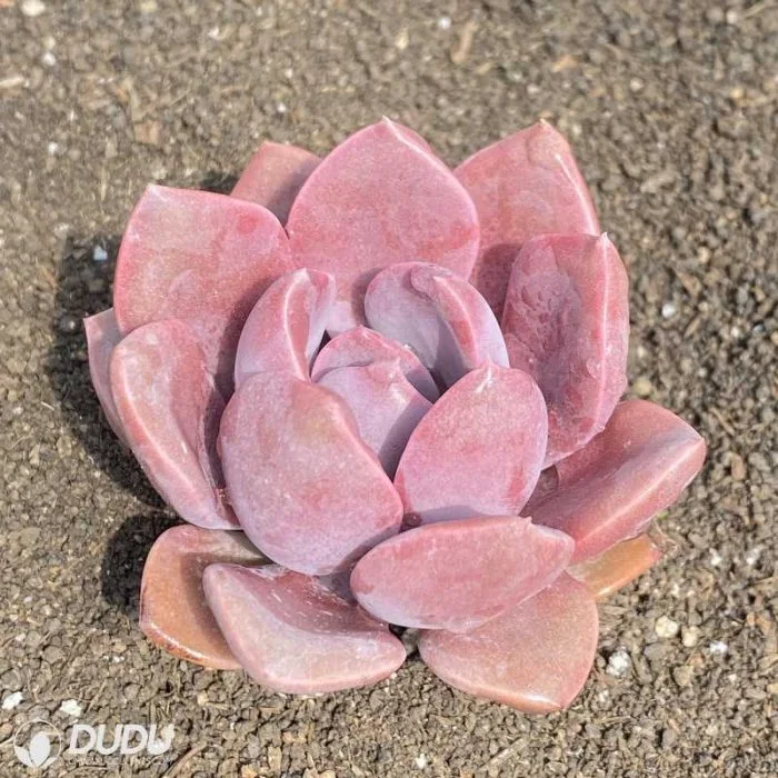 Dudu Popular Cheap Indoor Debbie Echeveria Natural Live Succulent