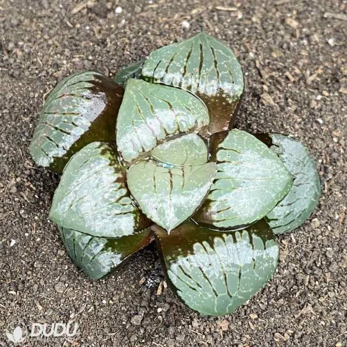 Dudu Indoor Sun Moon Lake Haworthia Natural Live Succulent