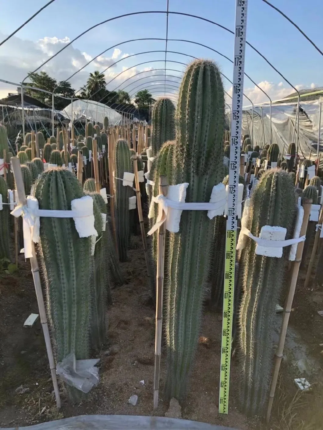 High Quality Pachycereus Pringlei Cactus Live Plants