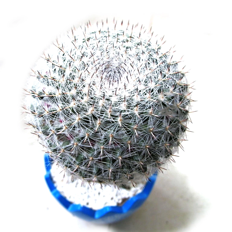 High Quality Artificial Bonsai Real Live Cactus for Home Garden Decoration