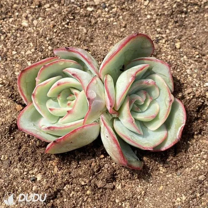 Dudu Wholesale Paramera Double Head Echeveria Natural Live Succulent