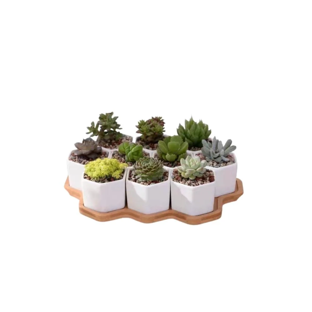 Small Ceramic Hexagon 10 PCS Succulent Pot with Bamboo Tray Mini Assorted Artificial Cactus Plants Faux Cacti Assortment White Pots Bl21946