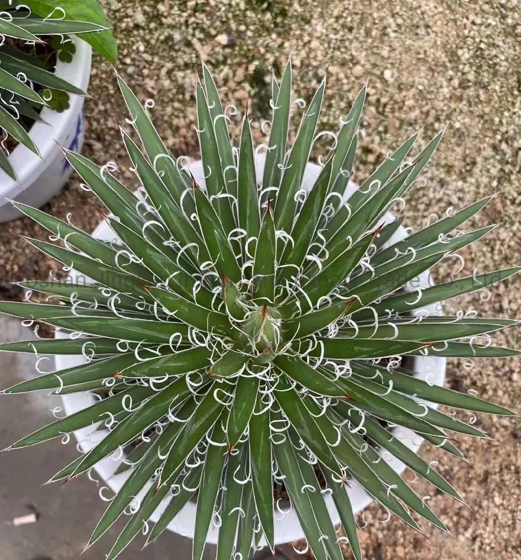 Agave Indoor Plants Agave Titanota Cactus and Succulent