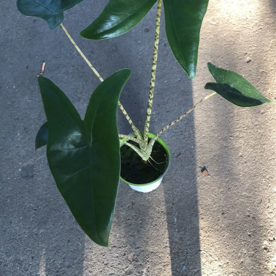 Alocasia Zebrina Plant Bonsai Living Room Office Inside and Outside