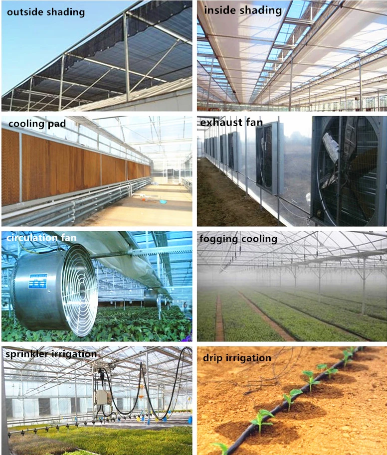 Agriculture Polycarbonate Greenhouse Hydroponics System